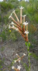 Lysinema pentapetalum