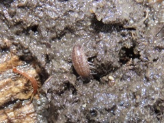 Chaetophiloscia sicula