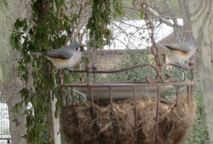 Baeolophus bicolor