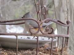 Baeolophus bicolor