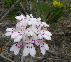 Stylidium crossocephalum