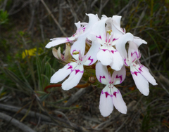 Stylidium crossocephalum