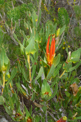 Lambertia
