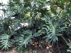 Thaumatophyllum bipinnatifidum
