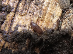 Chaetophiloscia sicula