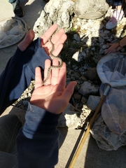 Nerodia sipedon insularum