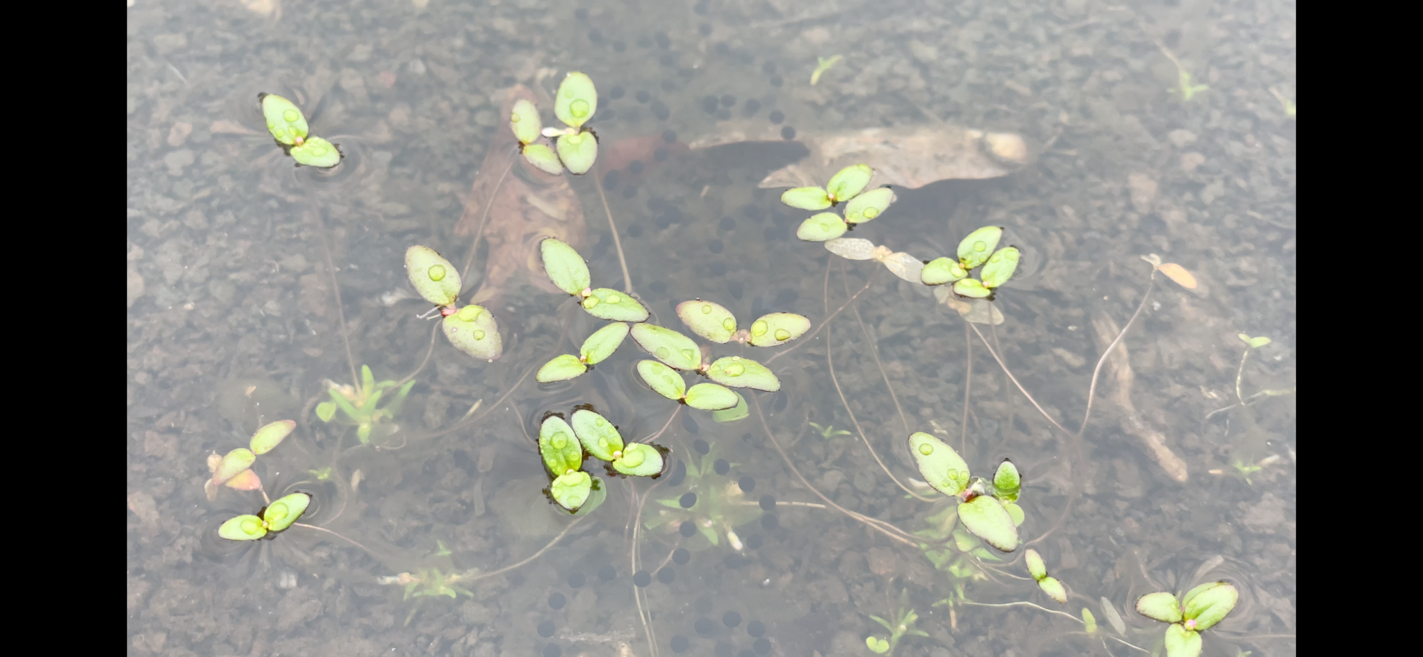 Image of Gratiola amphiantha by (c) Noah Yawn, some rights reserved (CC BY)