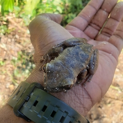 Jamaican Laughing Frog photo 3
