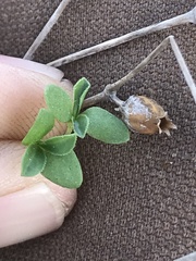 Silene gallica