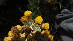 Scrobicaria ilicifolia