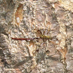 Megarhyssa macrurus