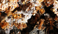 Sericomyrmex bondari