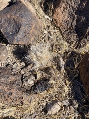 Dasyochloa pulchella