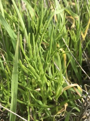 Amblyopappus pusillus