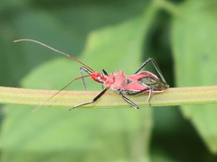 Gminatus wallengreni