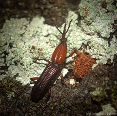 Euschizus internatus