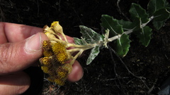 Scrobicaria ilicifolia