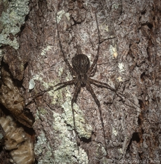 Tamopsis fickerti