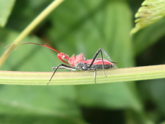 Gminatus wallengreni