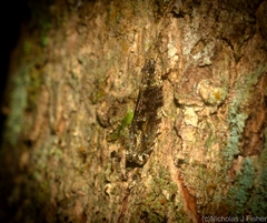 Metrioglypha phyllodes