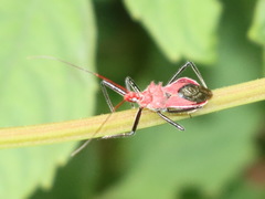 Gminatus wallengreni