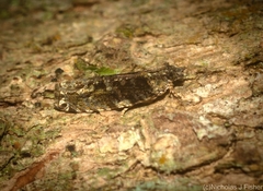 Metrioglypha phyllodes