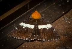 Buzara latizona