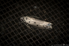 Ethmia heptasema
