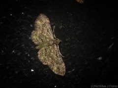 Chloroclystis mniochroa