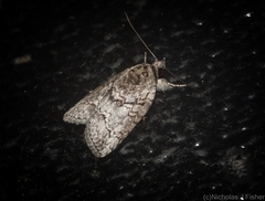 Nycteola polycyma