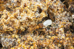 Sericomyrmex bondari