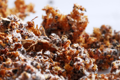 Sericomyrmex bondari