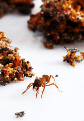 Sericomyrmex bondari