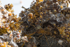 Sericomyrmex bondari