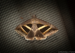 Grammodes occulta