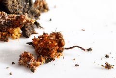 Sericomyrmex bondari