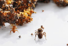 Sericomyrmex bondari