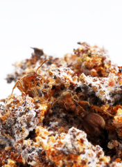 Sericomyrmex bondari