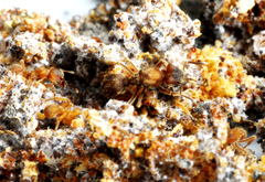 Sericomyrmex bondari