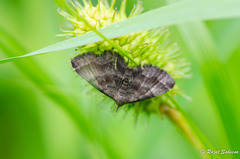 Phalaenostola larentioides