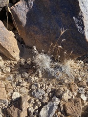 Dasyochloa pulchella