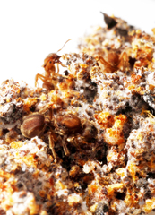 Sericomyrmex bondari