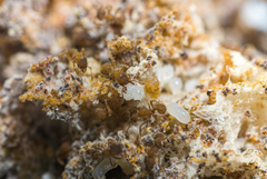 Sericomyrmex bondari