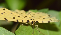 Baeotis sulphurea