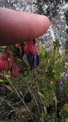 Brachyotum strigosum