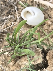 Gilia nevinii