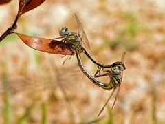 Phanogomphus westfalli