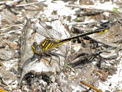 Hylogomphus geminatus