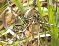 Phanogomphus westfalli
