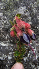 Brachyotum strigosum